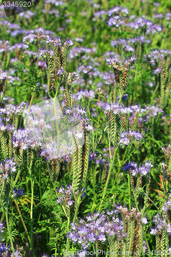 Image of fiddleneck flowers