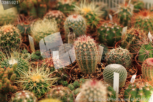 Image of cactuses as nice natural background