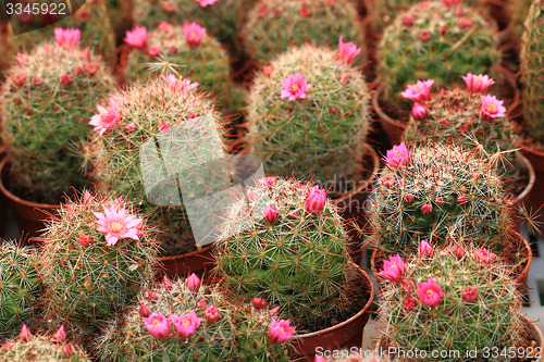 Image of cactuses as nice natural background