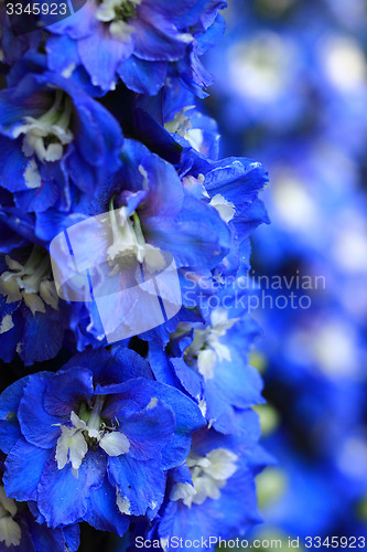 Image of blue delphinium flower background