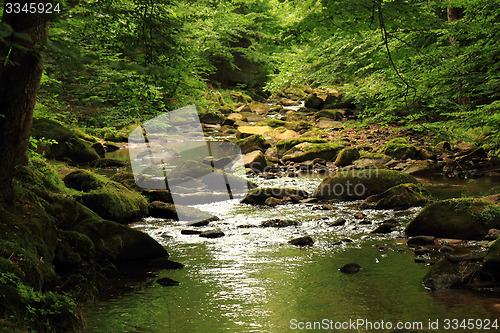 Image of river in the forest