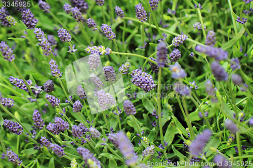 Image of lavender flowers background