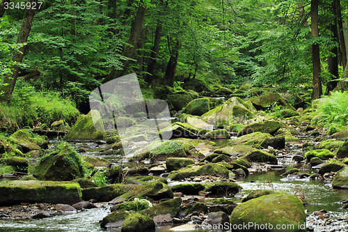 Image of river in the forest