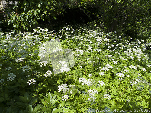 Image of Garden