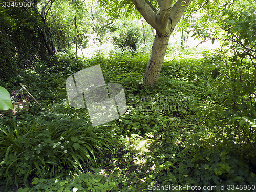 Image of Garden