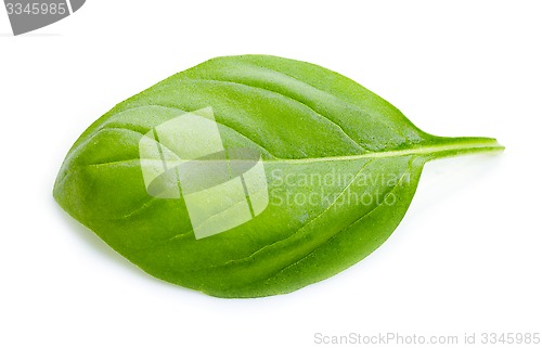 Image of green basil leaf