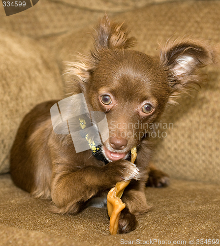 Image of Chewey Chewing