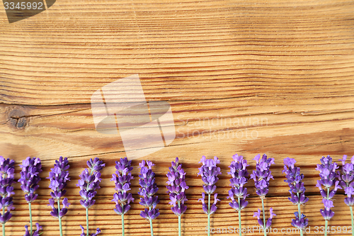 Image of Lavender