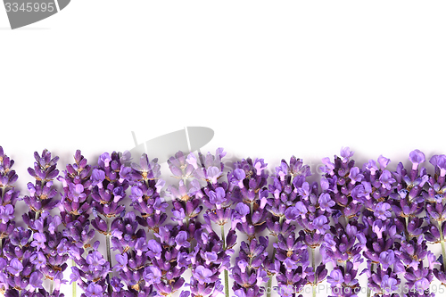 Image of Lavender.