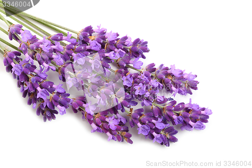 Image of Lavender