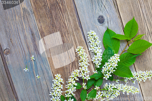 Image of branch of blossom bird cherry on aged boards antique table