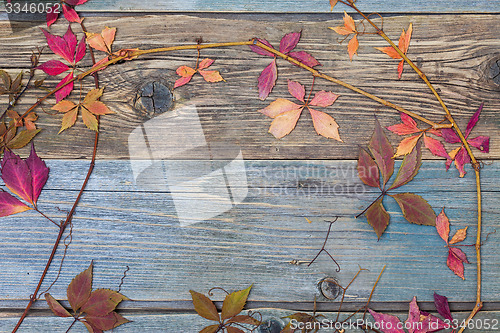 Image of herbarium. autumn still life with dry red leaves