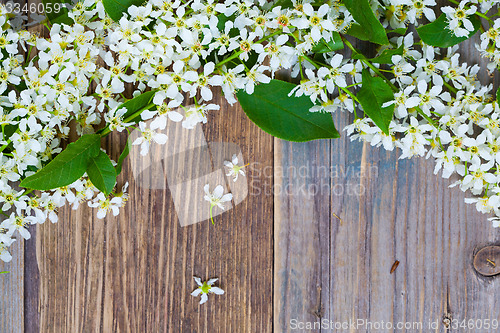 Image of blossom bird cherry on aged boards antique table