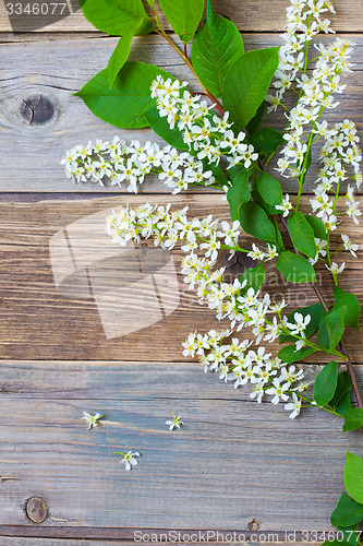 Image of still life with branch of blossom bird cherry