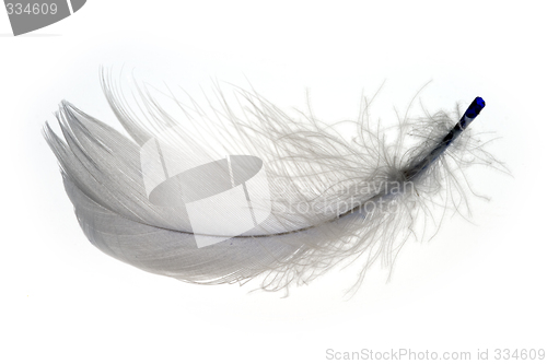 Image of Feather