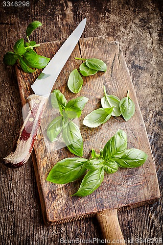 Image of fresh basil leaves