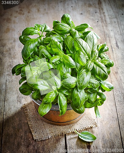 Image of fresh green basil