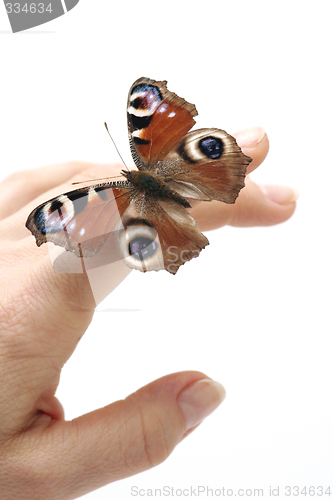 Image of Butterfly