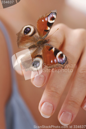 Image of butterfly