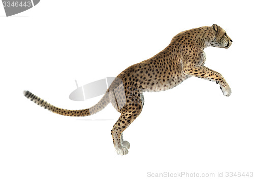Image of Cheetah