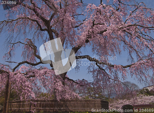 Image of Beautiful Japanese spring