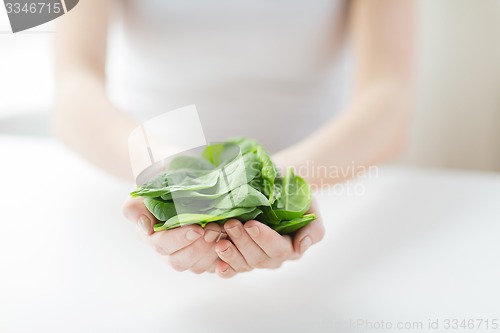 Image of close up of woman hands holding spinach