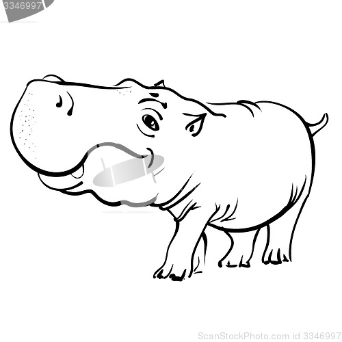 Image of Hippopotamus