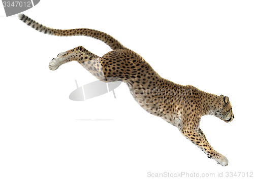 Image of Cheetah