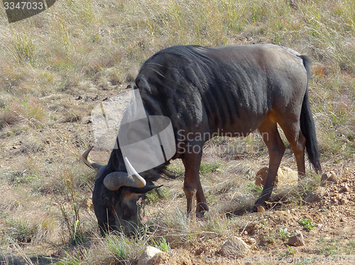 Image of Wildebeest in South Africa