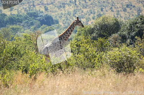 Image of giraffe in South Africa