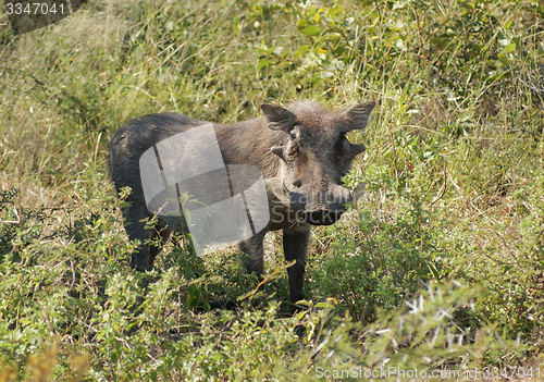 Image of Warthog in South Africa