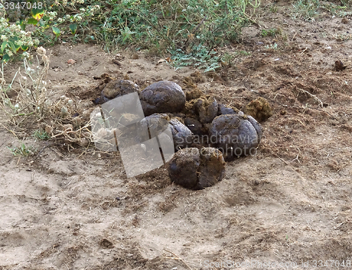 Image of elephant crap