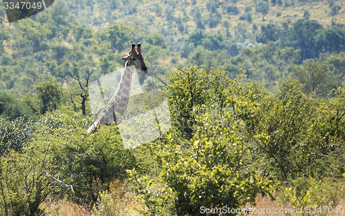 Image of giraffe in South Africa