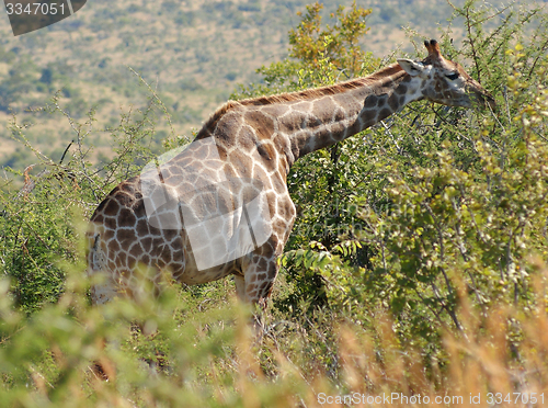 Image of giraffe in South Africa