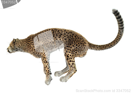 Image of Cheetah