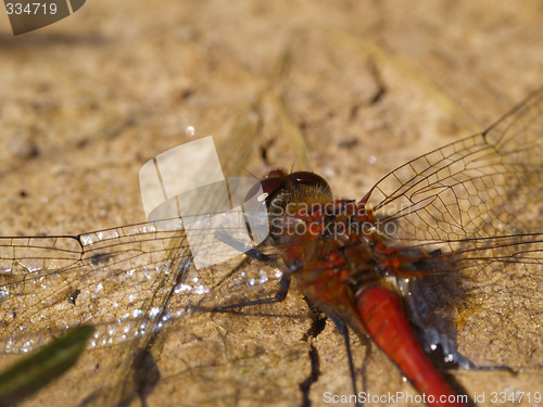 Image of red dragonfly