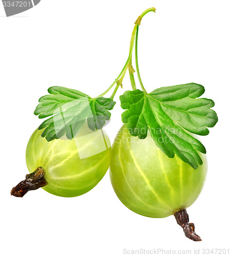 Image of Two gooseberries