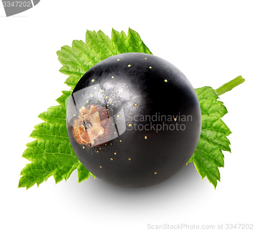 Image of Berry of black currant