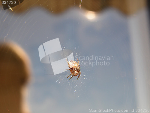 Image of spider