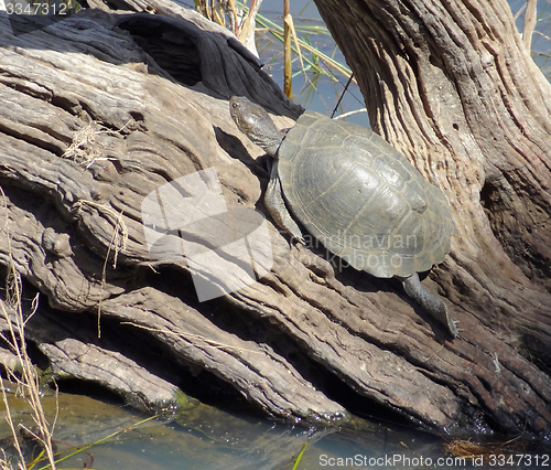 Image of turtle in sunny ambiance