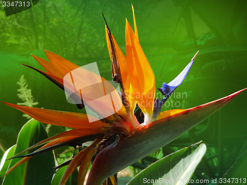 Image of bird of paradise flower