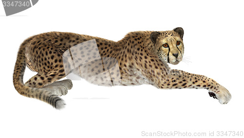 Image of Cheetah