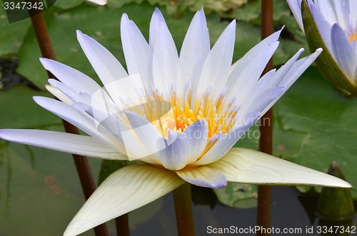 Image of Beautiful purple lotus