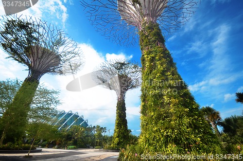 Image of Super-tree in Garden by the bay