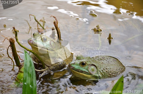 Image of Bull Frogs At A Frog Farm