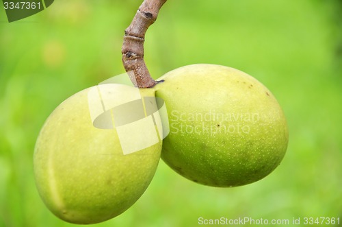 Image of Cerbera odollam tropical plant