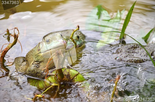 Image of Bull Frogs At A Frog Farm