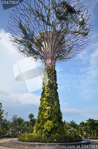 Image of Super-tree in Garden by the bay