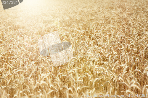 Image of wheat field