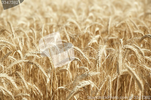 Image of wheat field